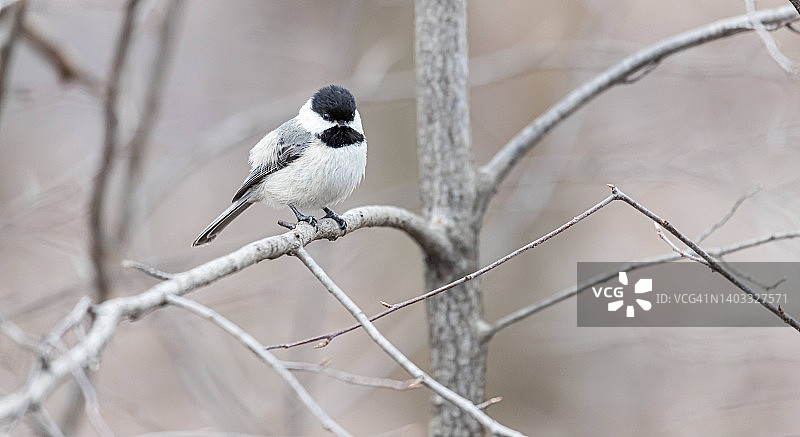 黑顶山雀图片素材