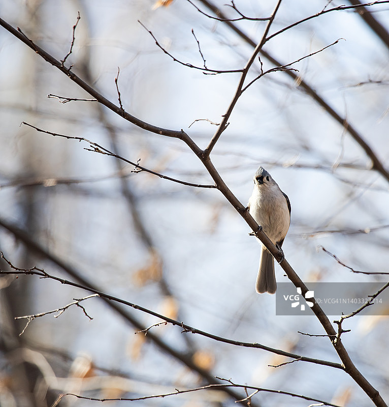 簇绒山雀图片素材