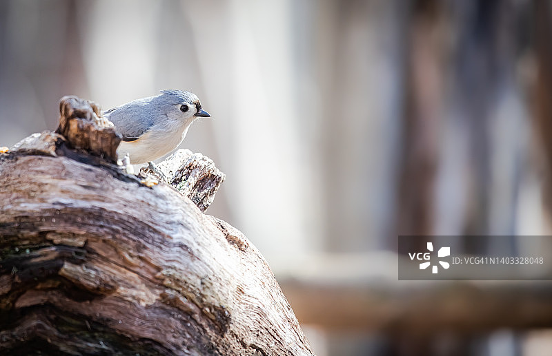 簇绒山雀图片素材