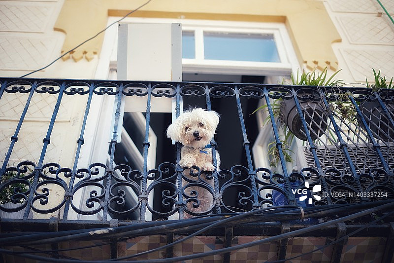 狗从露台上向下探身图片素材