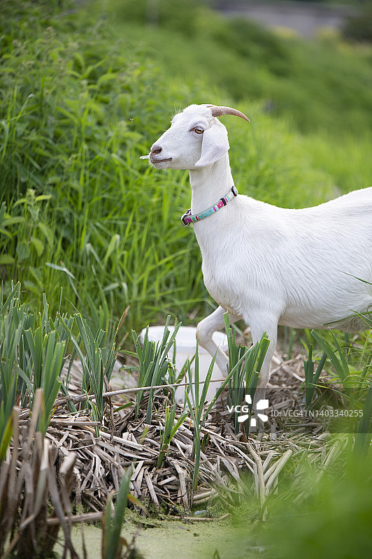 在绿草地上摆姿势的白色小山羊肖像，农场生活图片素材