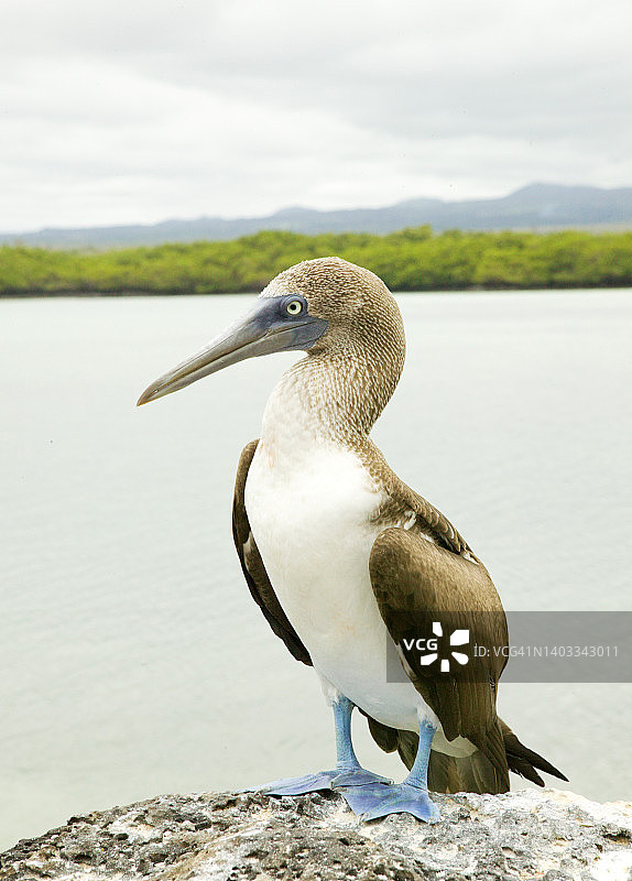 蓝脚鲣鸟图片素材