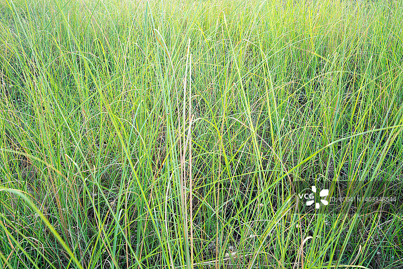 田野中的草图片素材