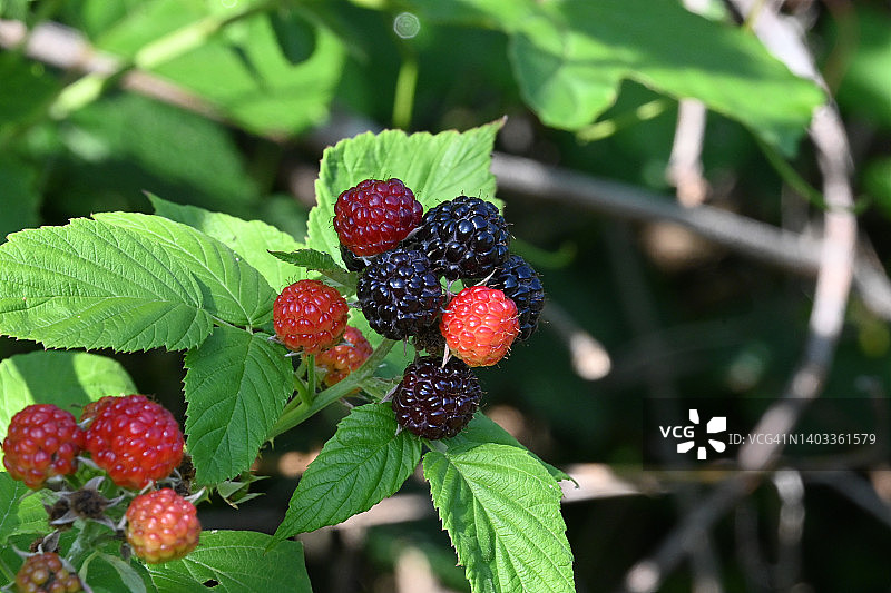 黑色覆盆子图片素材