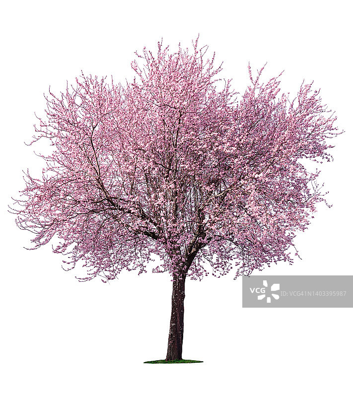 盛开的粉色樱花树，白色背景，高分辨率图片素材
