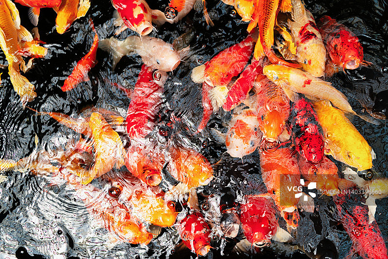 湖中锦鲤观赏图片素材