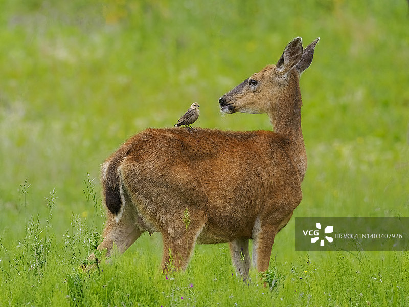 华盛顿州田野上的鸟与小鹿图片素材
