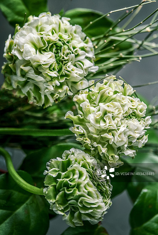 绿白花朵特写图片素材