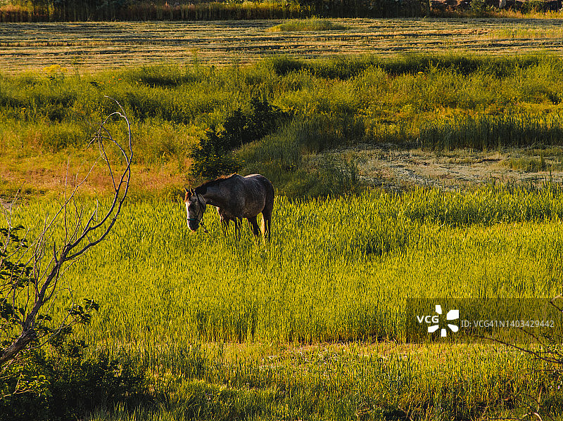 卡帕多细亚牧场上的马图片素材