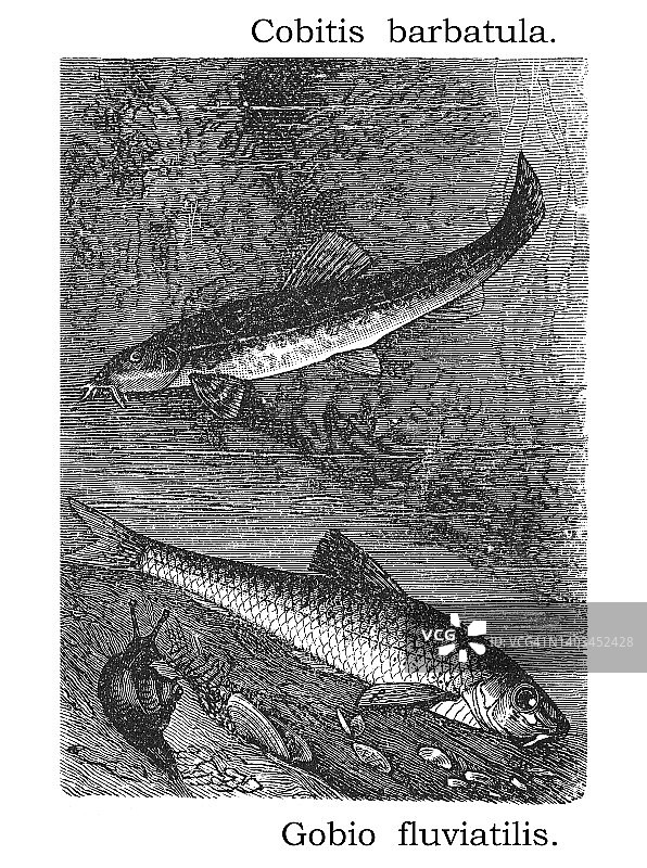 石(鱼秋)（Barbatula barbatula）和(鱼骨)条(Gobio gobio)的古老雕刻插图图片素材
