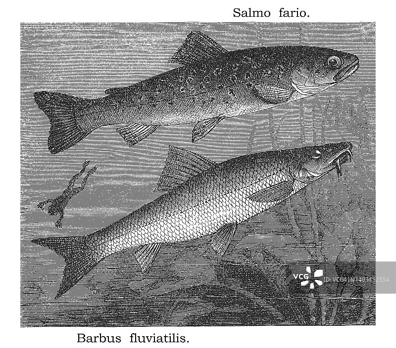 河流鳟鱼和普通倒刺鲃的古老雕刻插图图片素材