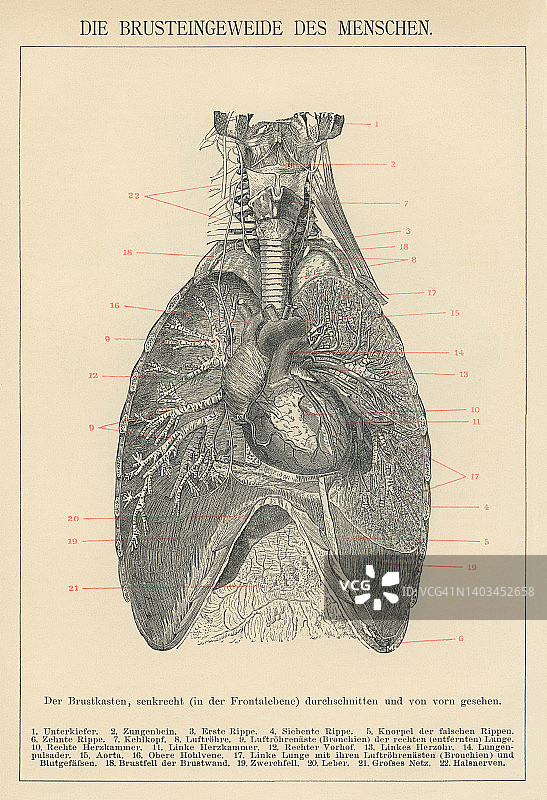 人体循环系统的古老彩 lithograph 插图图片素材