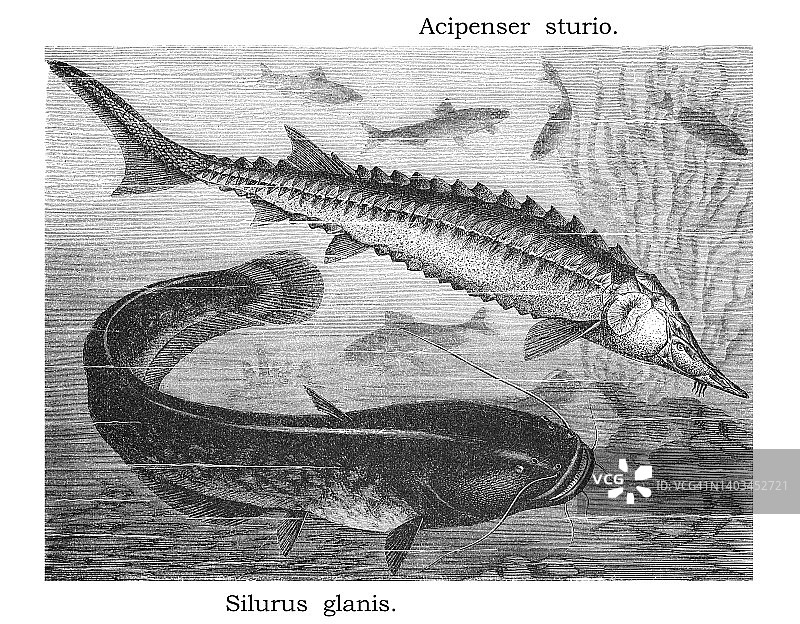 鱼类：欧洲鳇（Acipenser sturio）和欧洲鲶鱼（Silurus glanis）的古老雕刻插图图片素材