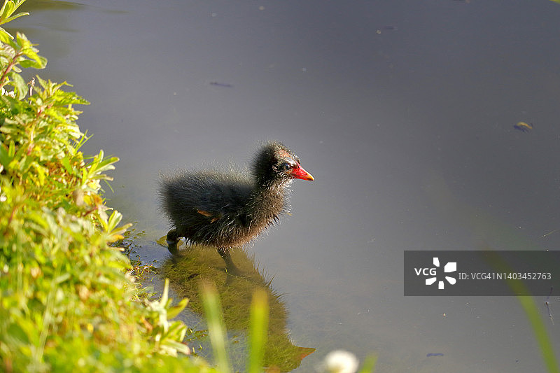 法国塞纳-马恩省的小黑水鸡图片素材