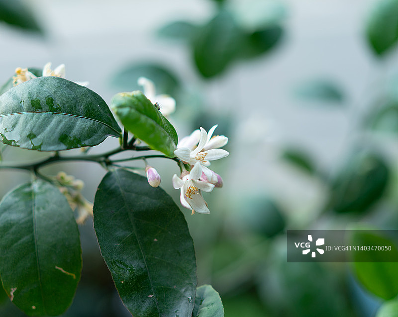 柠檬花图片素材
