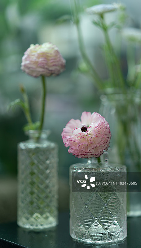 花毛茛图片素材