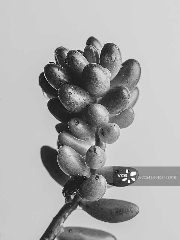 植物学图片素材