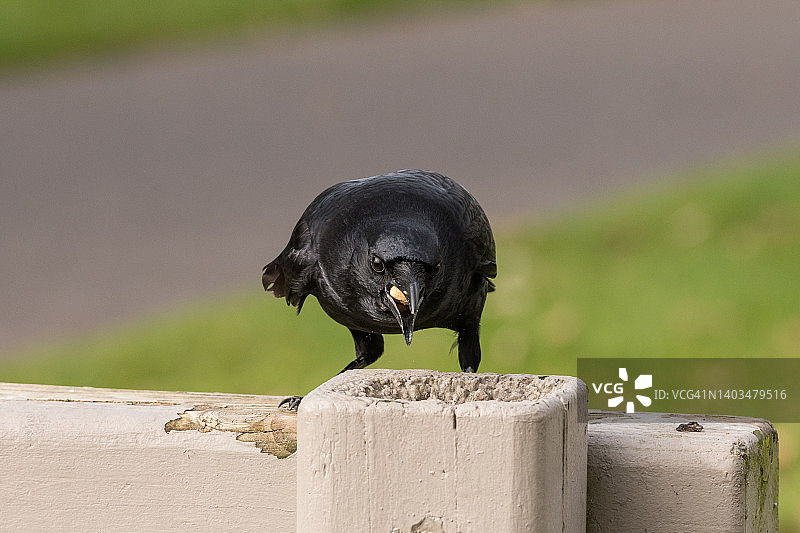 西雅图乌鸦图片素材