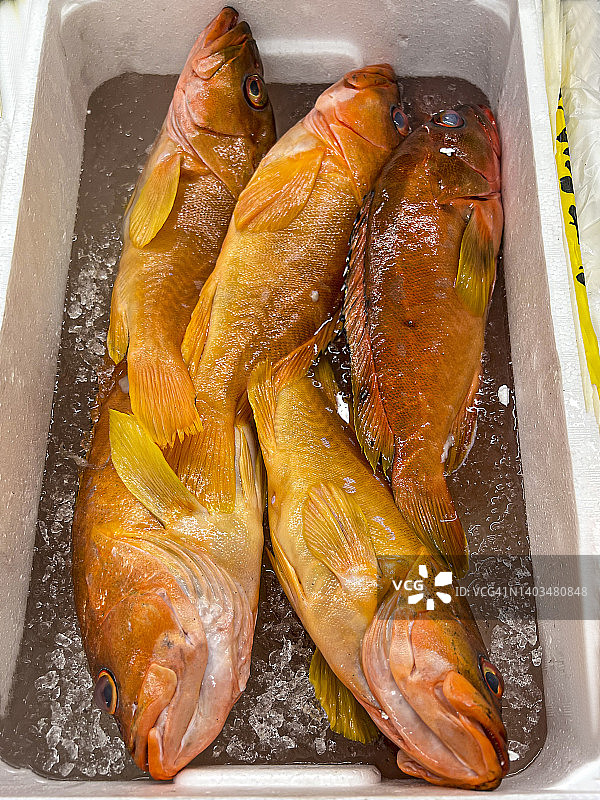 冰鲜黑鳍石斑鱼图片素材