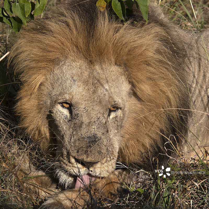 雄狮特写图片素材
