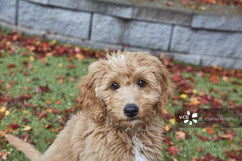 秋叶中的金毛贵宾犬幼犬肖像图片素材