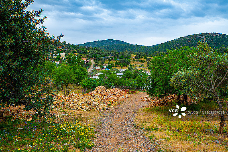 土耳其博德鲁姆的橄榄树种植园图片素材