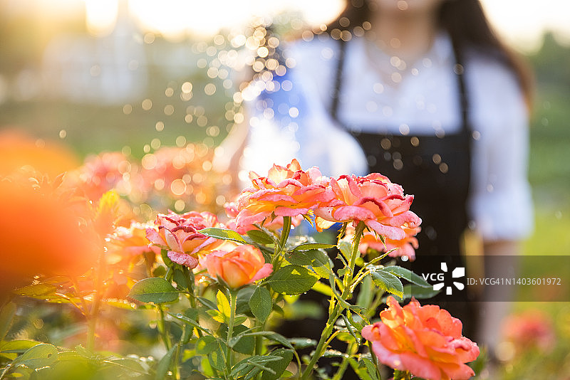 用洒水器浇灌花园鲜花图片素材