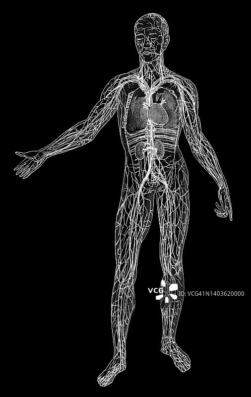 人体循环系统的古老彩 lithograph 插图图片素材