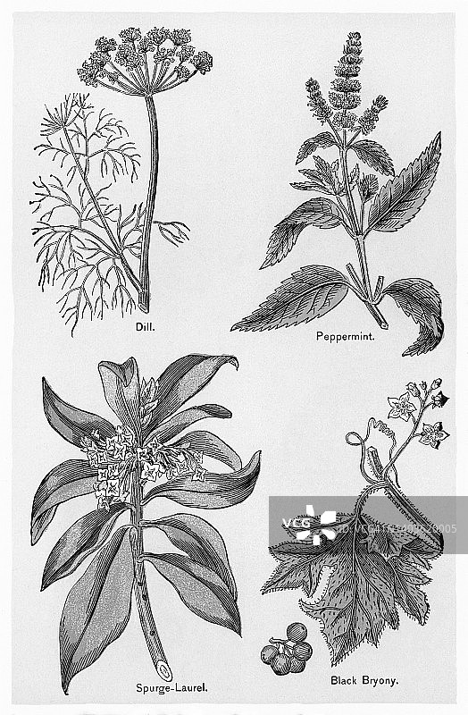 古老的药用植物彩色石印插图图片素材