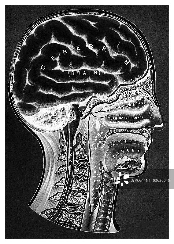 人脑的老式彩色石印插图图片素材