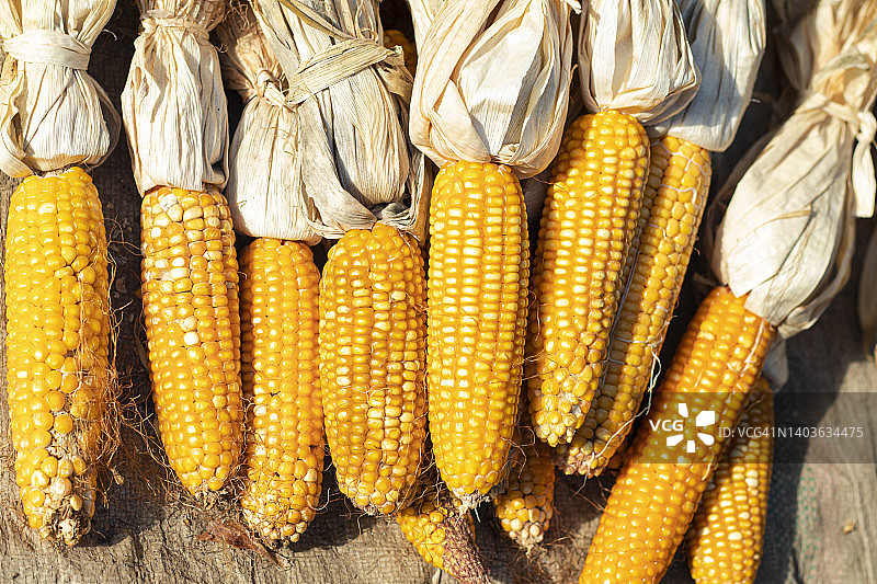 玉米顶视图图片素材