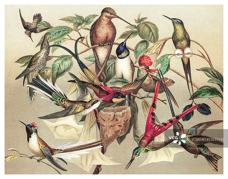 蜂鸟的彩色石印老式插图图片素材