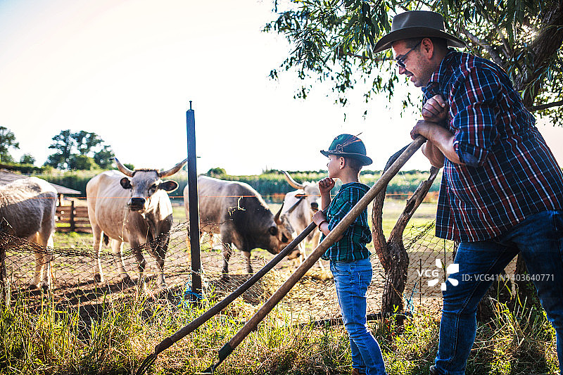 父子在农场喂牛图片素材