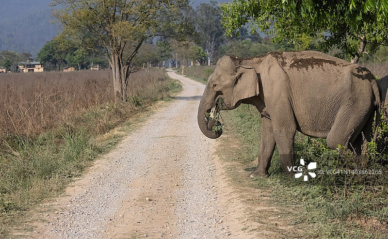 吉姆·科比特国家公园里的亚洲象图片素材