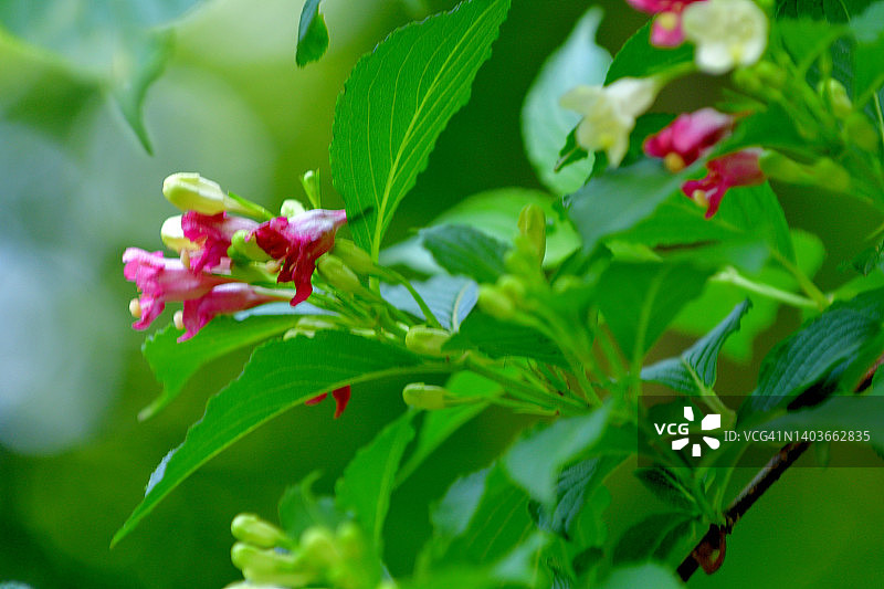 朝鲜锦带花图片素材