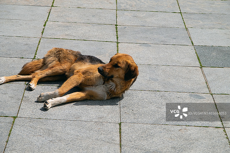 孤独的黑色流浪狗躺在路边图片素材