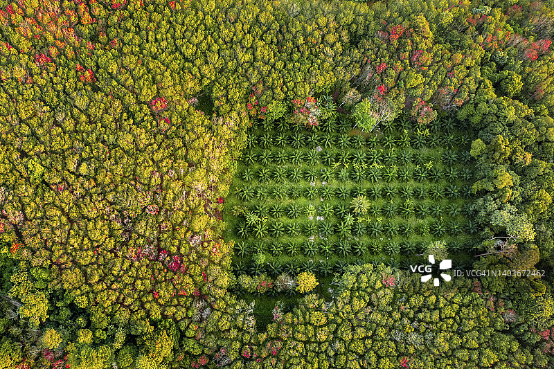 泰国山上的棕榈树和橡胶树种植园航拍图片素材