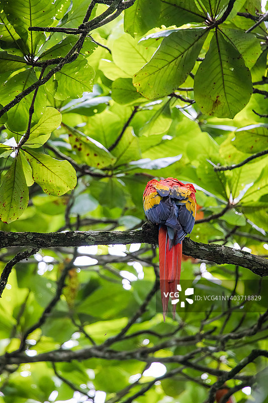 猩红金刚鹦鹉图片素材