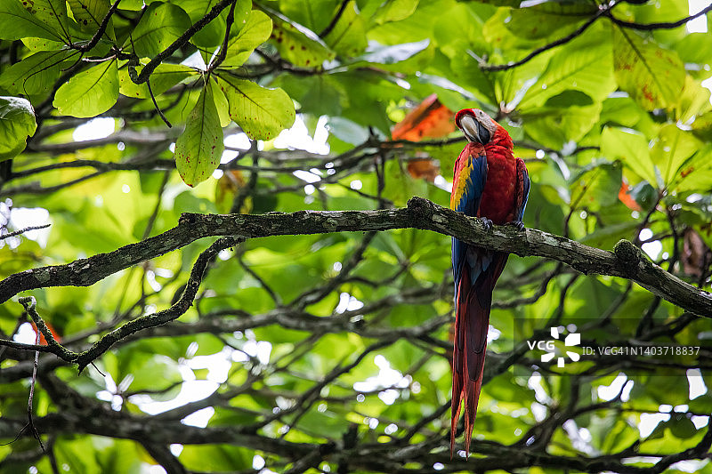 猩红金刚鹦鹉图片素材