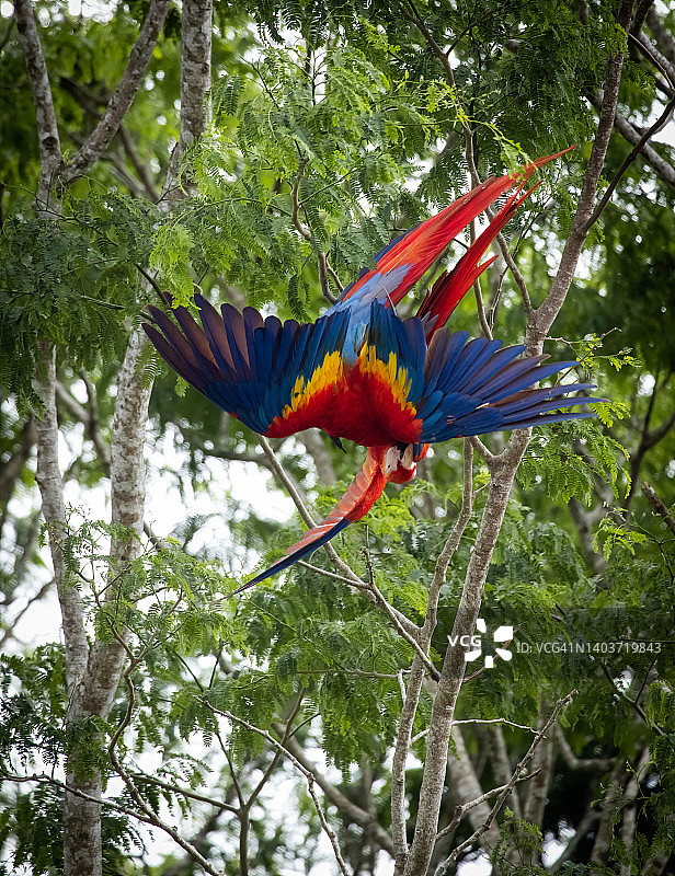 猩红金刚鹦鹉图片素材