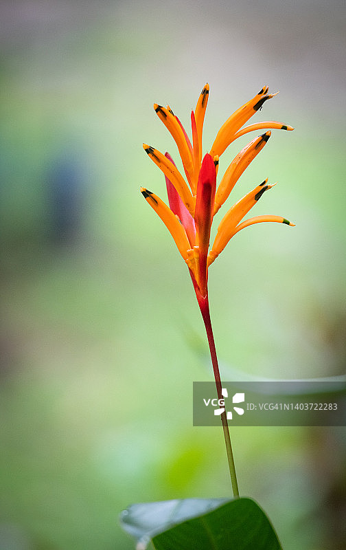 鹦鹉赫蕉图片素材