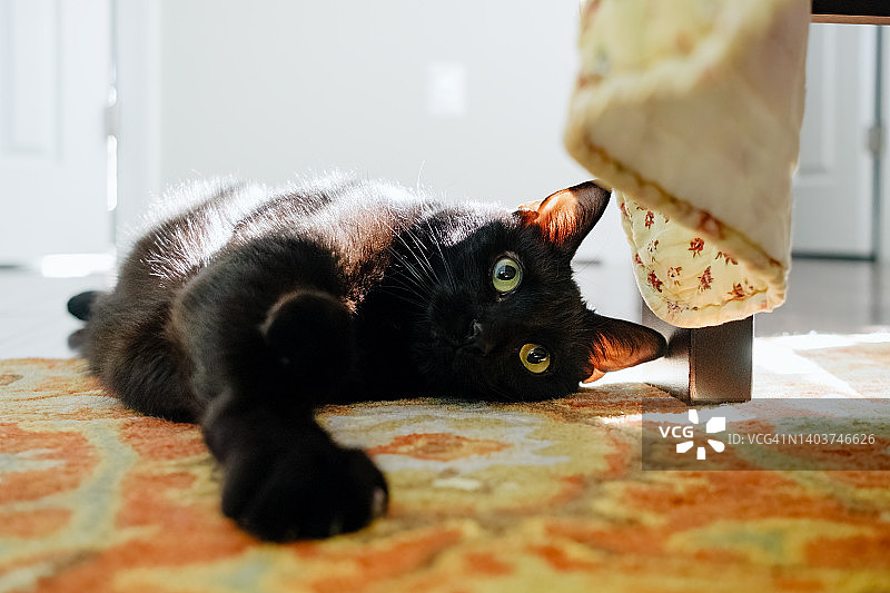 卧室地板阳光下休息的黑猫图片素材