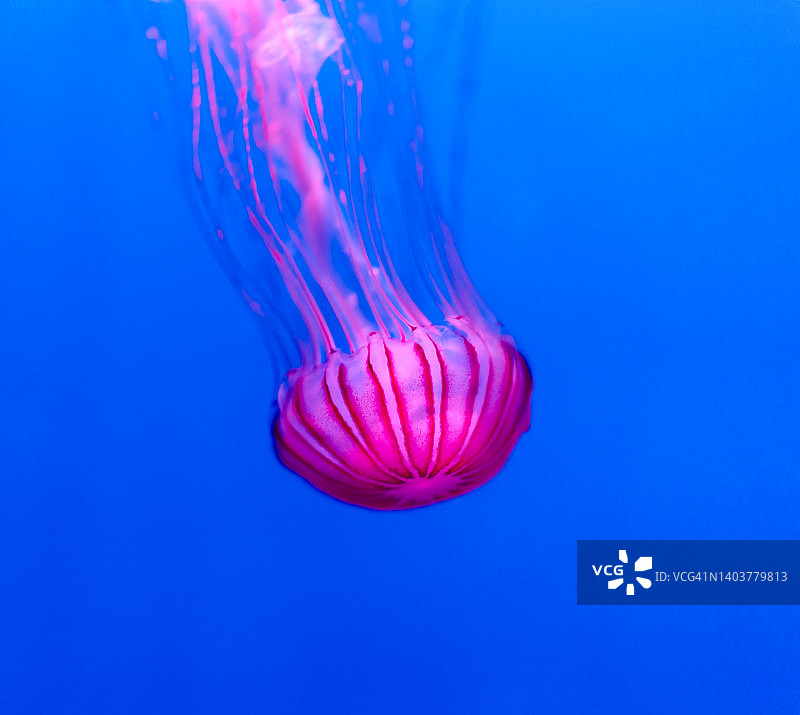 在海中游泳的发光水母图片素材