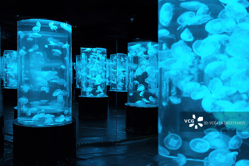 水族馆中发光的水母图片素材