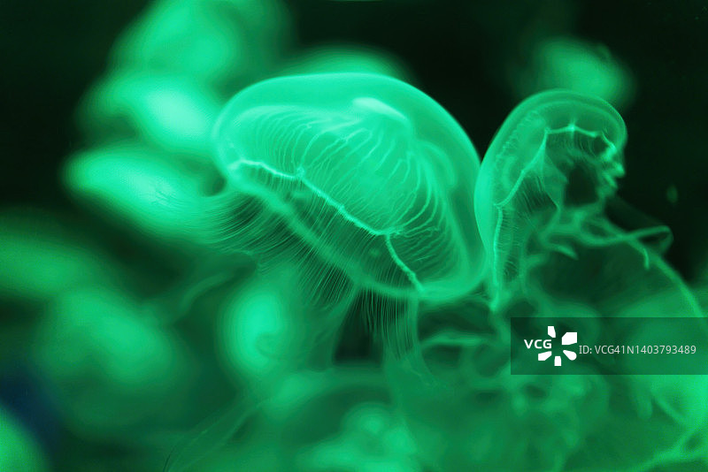 在海中游泳的发光水母图片素材
