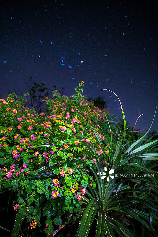 野 Lantana 花上的猎户座图片素材