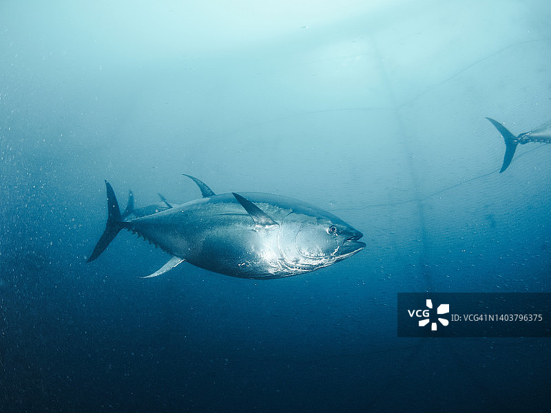 渔网内游动的巨型蓝鳍金枪鱼图片素材