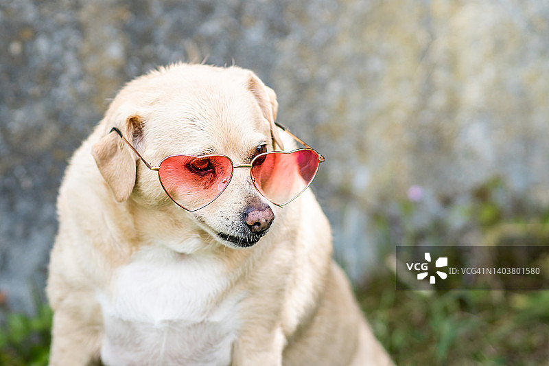 戴着滑稽太阳镜的超重混种犬图片素材