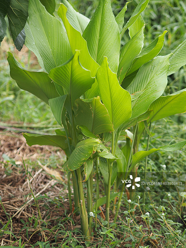 凹唇姜，生长在花园中，可饮用，蔬菜，泰国草药，清晰的草地图片素材