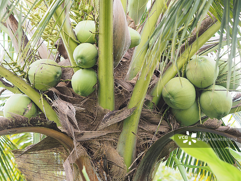 椰子果实特写：棕榈树上成簇新鲜绿色椰子，自然背景图片素材